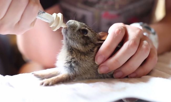 Video: Mláďa králika si užíva mlieko
