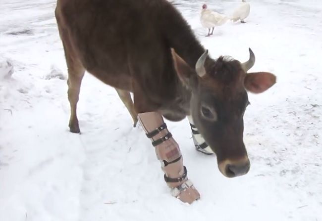 Video: Krava Fawn dostala šancu na plnohodnotný život