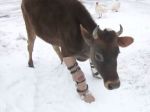 Video: Krava Fawn dostala šancu na plnohodnotný život