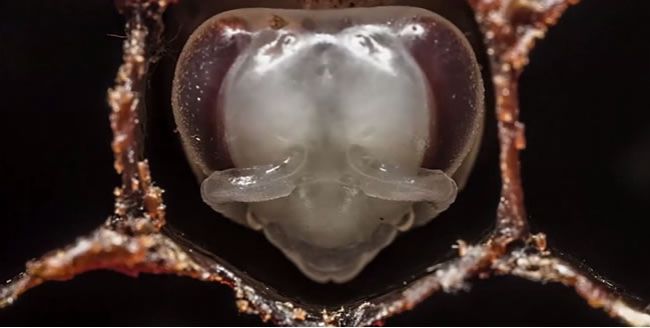 Video: Prvé tri týždne v živote včely
