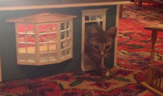 Video: Mačky, ktoré sa zabývali v domoch pre bábiky