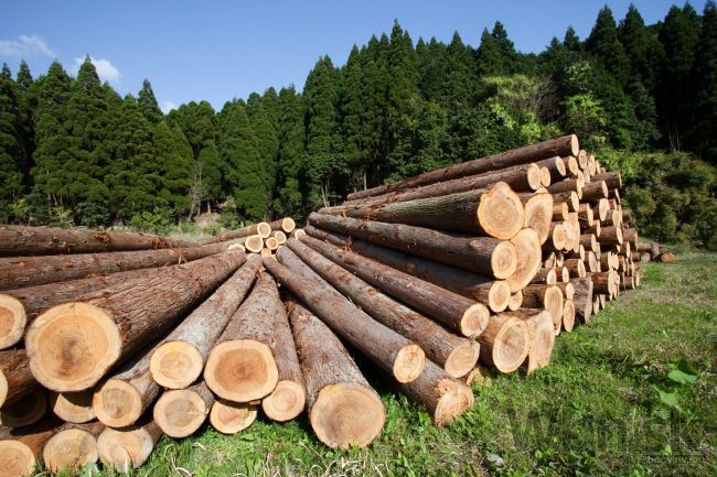 Zväz spracovateľov viní Lesy SR z krátenia dodávok dreva
