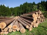 Zväz spracovateľov viní Lesy SR z krátenia dodávok dreva