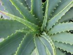 Aloe vera – prírodný zázrak, ale v obmedzenom množstve