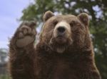 Tatranský medveď Iwo búra mýty, v Maďarsku vyvolal senzácie