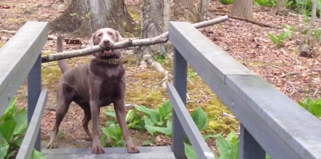 Video: Trpezlivosť a skúšanie sa psíkovi vyplatilo