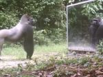 Video: Zvieratá versus zrkadlo