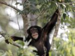 Šimpanzy majú mentálne predispozície potrebné pre varenie