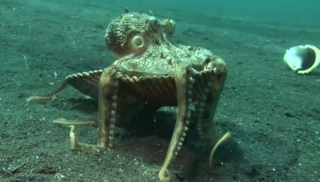 Video: Chobotnica sa počas dňa skrýva v lastúre
