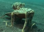 Video: Chobotnica sa počas dňa skrýva v lastúre
