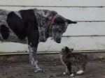 Video: Neobvyklé priateľstvo medzi psom a chorým mačiatkom
