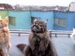 Video: Mačky, ktoré sa rozprávajú s vtákmi