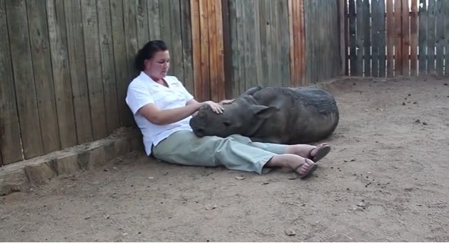 Video: Malý nosorožec sa rád túli