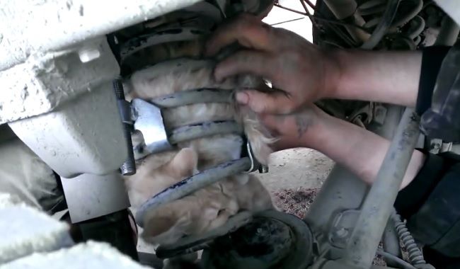 Video: Záchrana mačky z auta