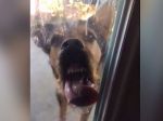 Video: Psy, ktoré oblizujú okná