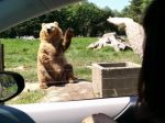 Video: Slušný medveď