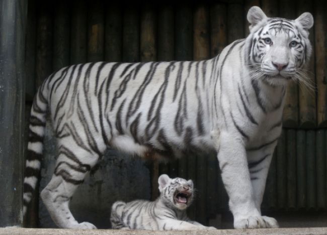 Tiger, ktorý ušiel zo zoo v Tbilisi, zabil človeka