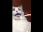 Video: Mačka a zubná kefka