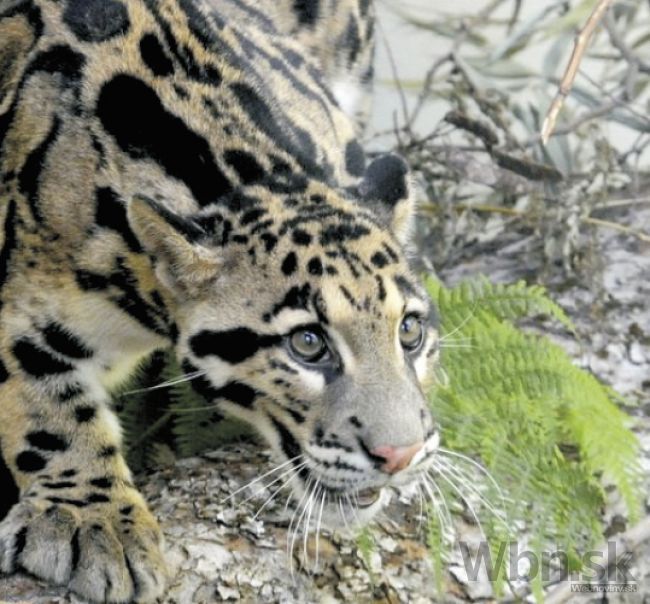 Bojnická ZOO má vzácny prírastok, pribudol leopard obláčkový