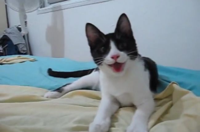 Video: Keď si mačka myslí, že je v skutočnosti pes