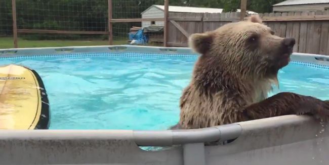 Video: Aj medvede si užívajú leto
