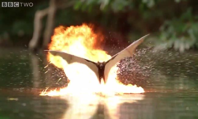 Video: Krokodíl vs. netopiere: Hviezdne vojny