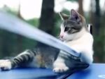Video: Mačky, ktoré hrajú pingpong