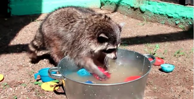 Video: Medvedík čistotný umýva nádoby
