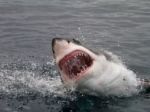 V Austrálii opäť útočil žralok, dohrýzol surfistu