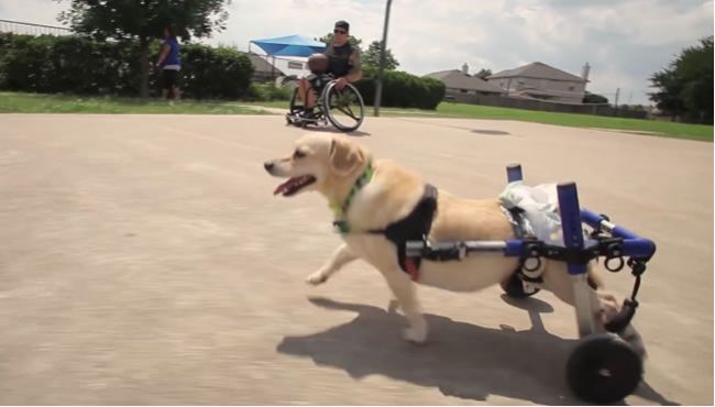 Video: Muž si adoptuje psíka s podobnými problémami, akým čelí on sám