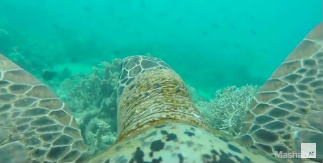Video: Ako vyzerá podmorský svet z pohľadu korytnačky