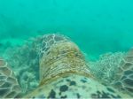 Video: Ako vyzerá podmorský svet z pohľadu korytnačky
