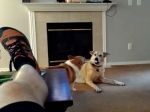 Video: Keď šikovný pes nachytá druhého psíka
