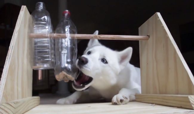 Video: Stimulačná hračka pre psa