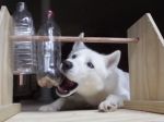 Video: Stimulačná hračka pre psa