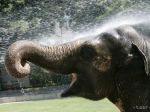 Vláda v Zimbabwe predala Číne vyše 20 sloníčat, teraz čelí kritike