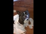 Video: Psa zradil najlepší priateľ