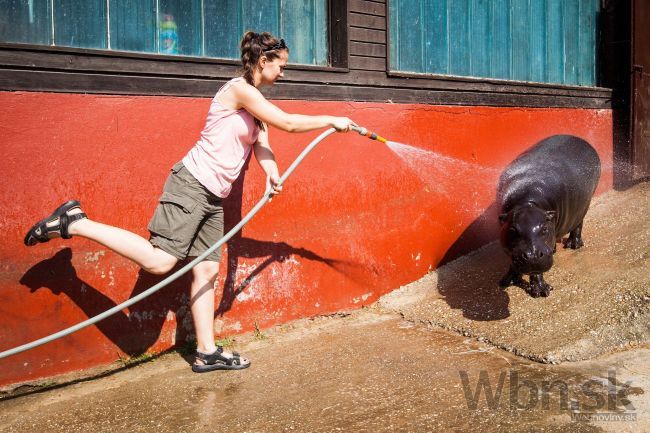 Zvieratá v zoo sa chladia sprchou, opice aj zmrzlinou