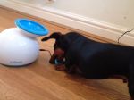 Video: Automatická hračka pre vášho psíka