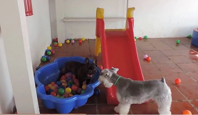 Video: Keď sa psík prvýkrát dostane medzi kopu loptičiek