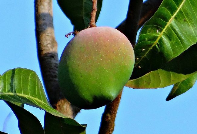 Desať dôvodov, prečo jesť mango