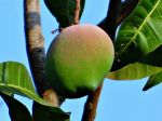 Desať dôvodov, prečo jesť mango