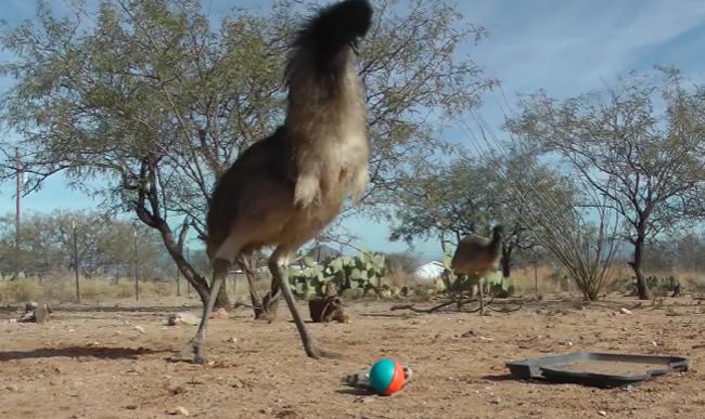 Video: Emu sa hystericky bojí obyčajnej hračky