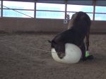 Video: Koník sa hrá s loptou