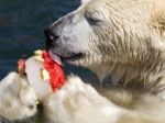 Medvede biele sa nedokážu adaptovať na nedostatok potravy