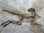 Vedci popísali nový druh opereného dravého dinosaura