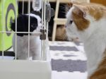 Video: Mačky nechápu aktívne šteniatko