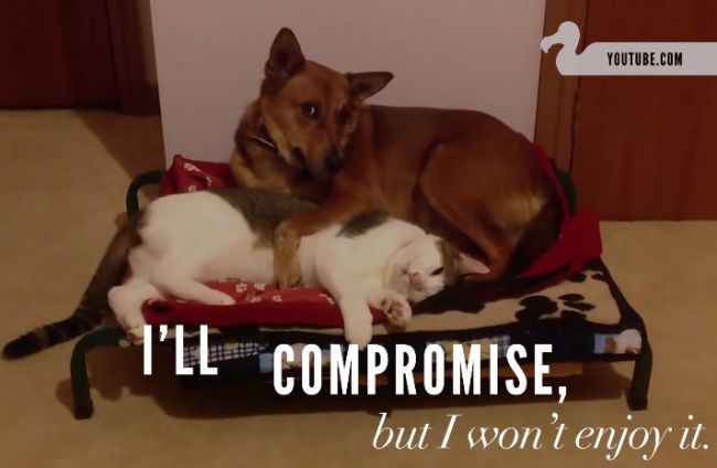 Video: Mačky, ktoré kradnú psom pelechy