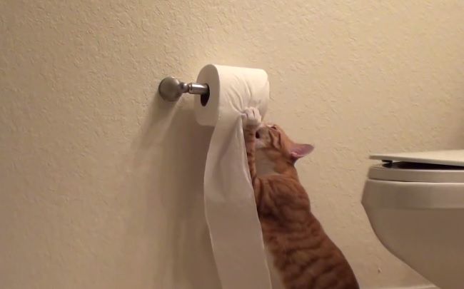 Video: Mačka vs. toaletný papier