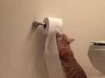 Video: Mačka vs. toaletný papier